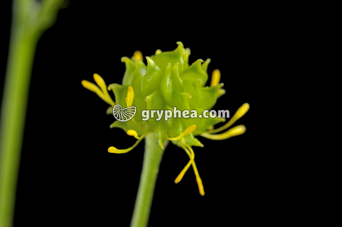 Renoncule (Ranunculus arvensis) - jeune fruit en formation - gryphea.com